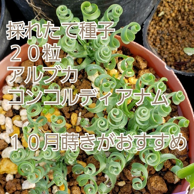 種子20粒 アルブカ コンコルディアナ ケープバルブ 多肉植物 球根 実生用拍卖