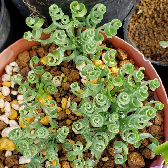 採れたて 種子30粒 アルブカ コンコルディアナ ケープバルブ 多肉植物 球根 実生用拍卖
