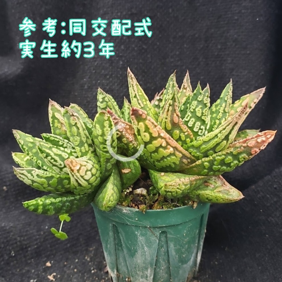 種子10粒 天使の泪×天使の涙 ツリスタ ハオルチア 多肉植物 Haworthia tulista 拍卖