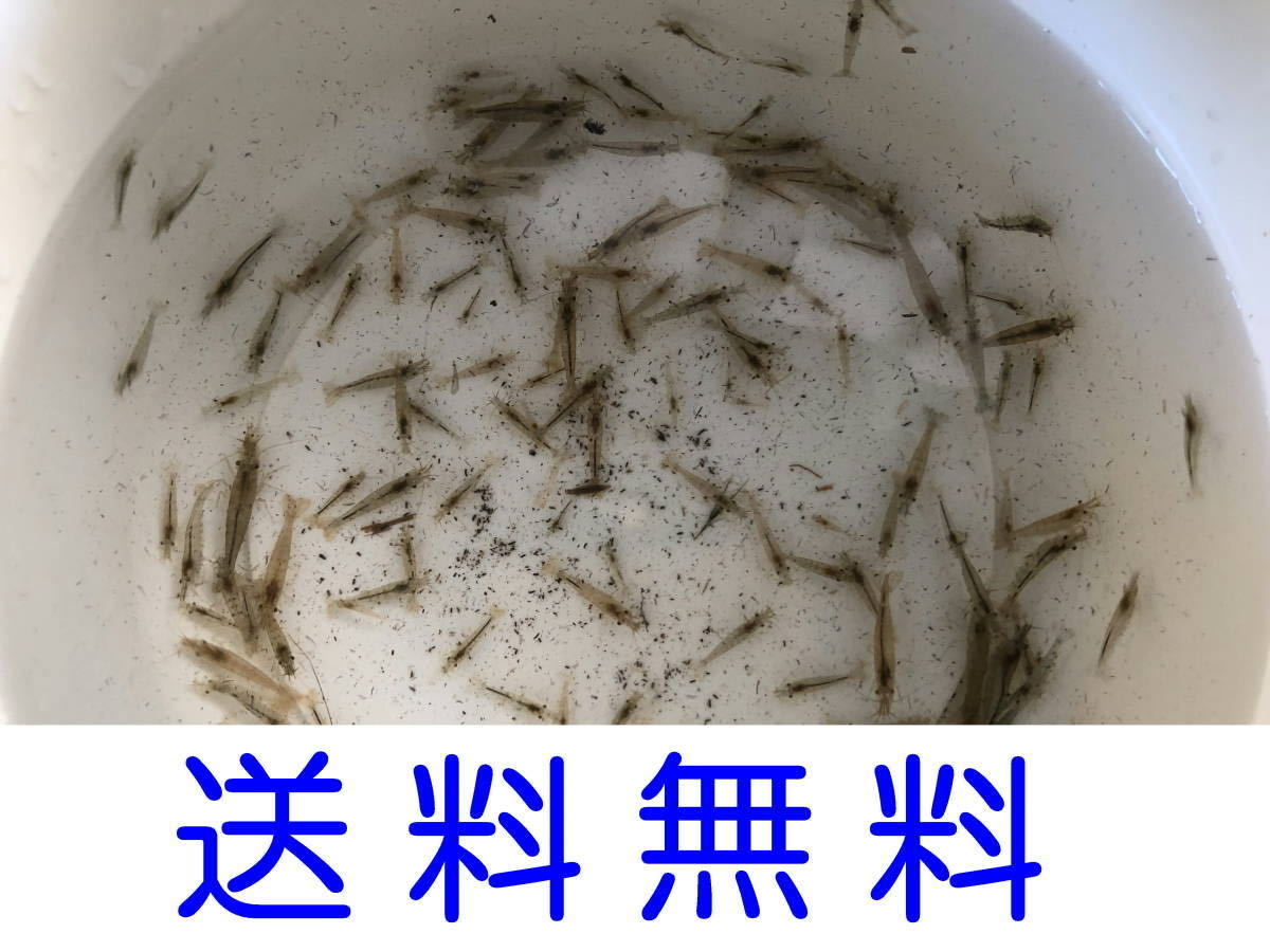 25匹即決! ミナミヌマエビ拍卖