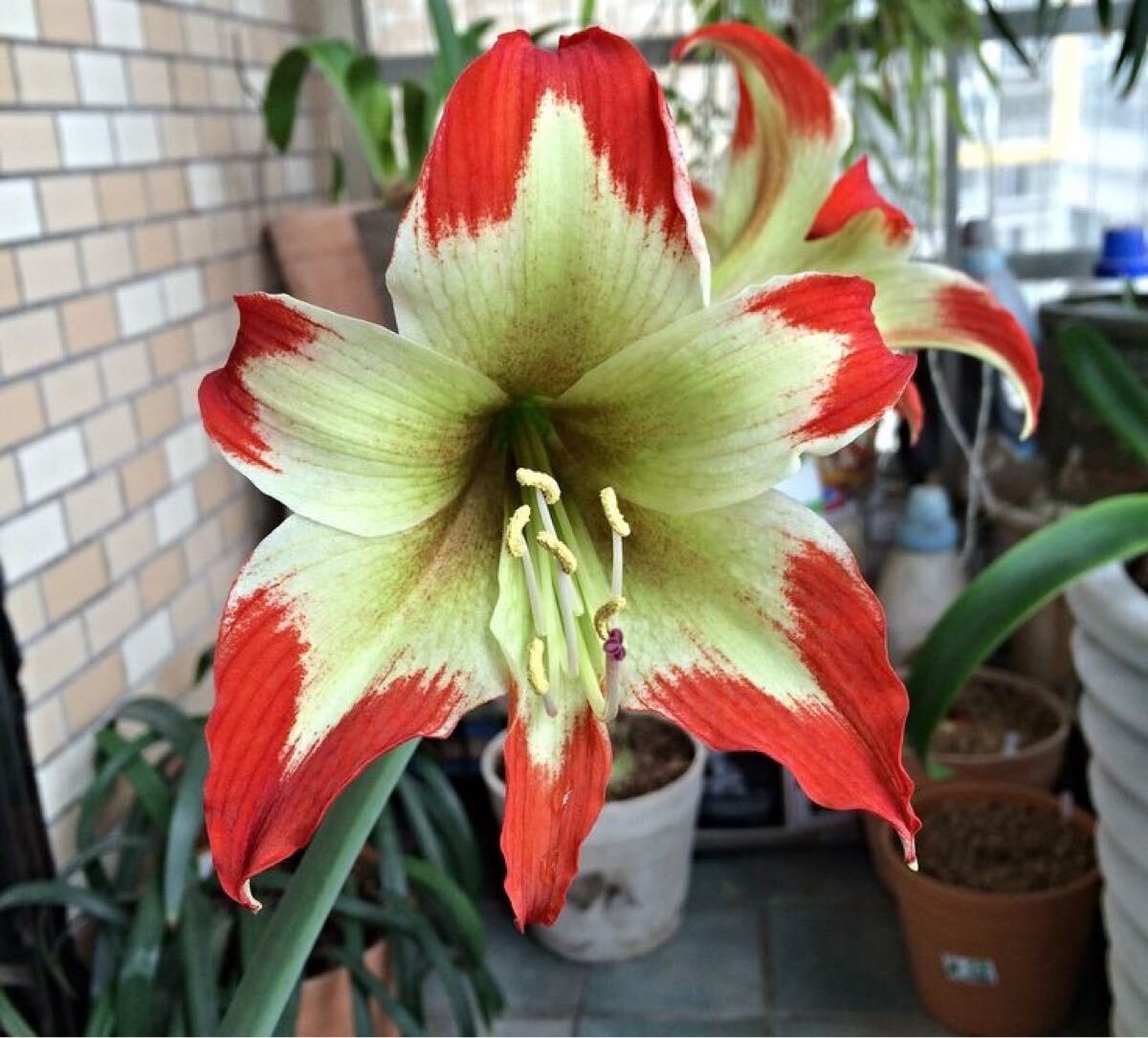 珍しい原種! Hippeastrum nelsonii アマリリス ネルソニー拍卖