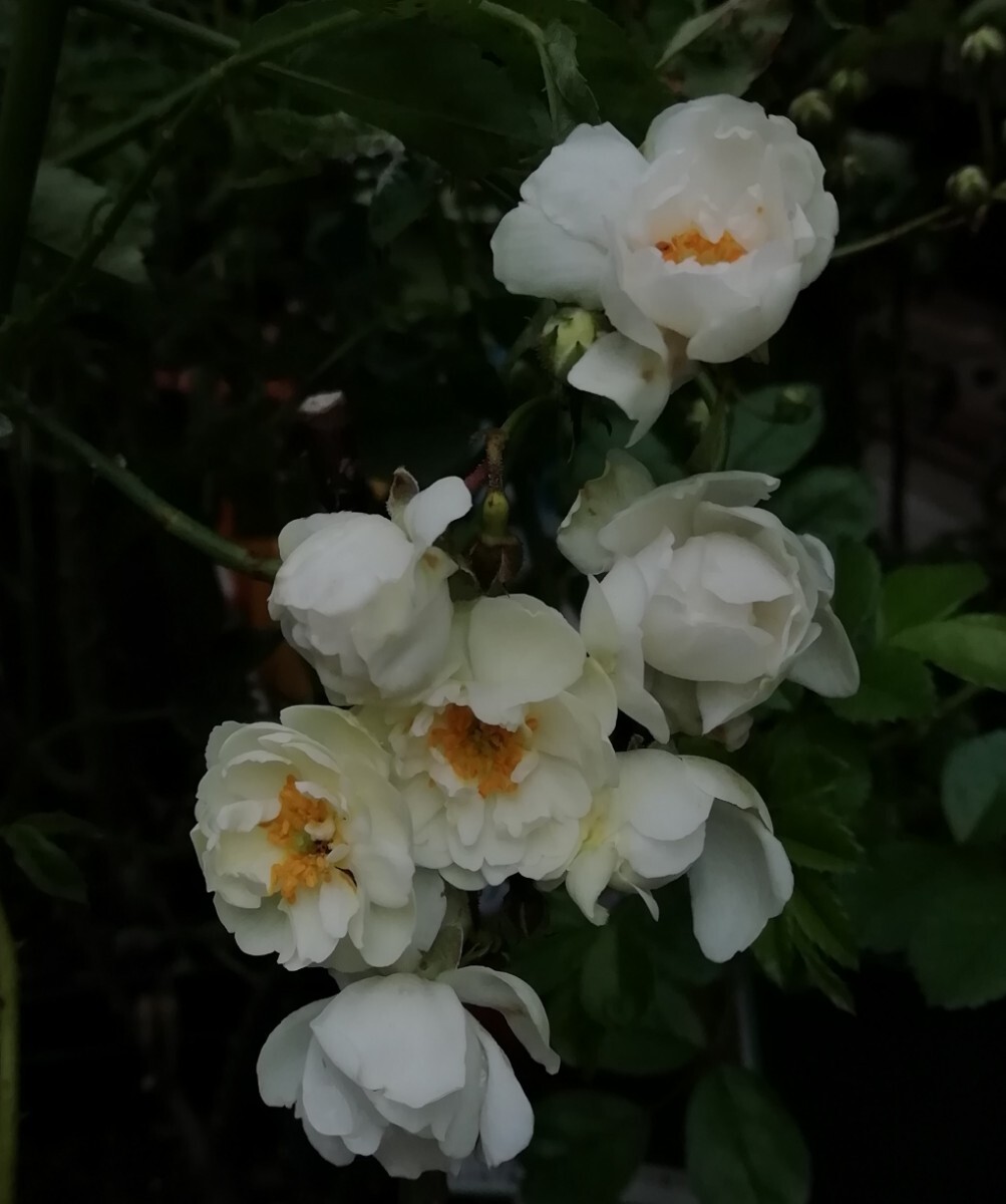 バラ苗★アンナマリードモントラベル拍卖