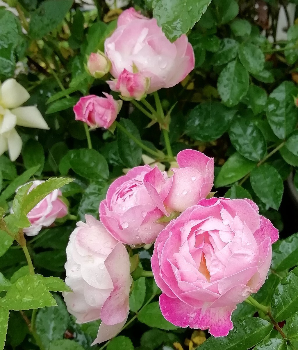 バラ苗★マルゴズシスター 拍卖