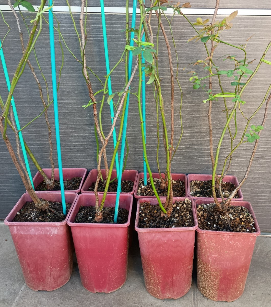 【処分品】野ばら 8本拍卖