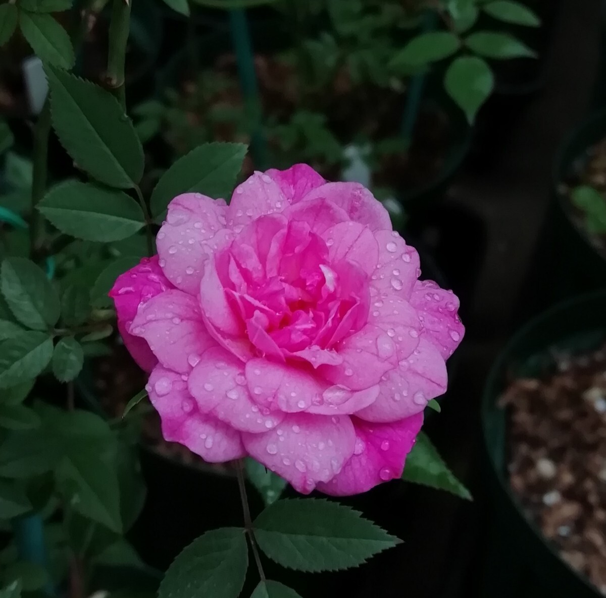 バラ苗★つるポンポンドパリ拍卖