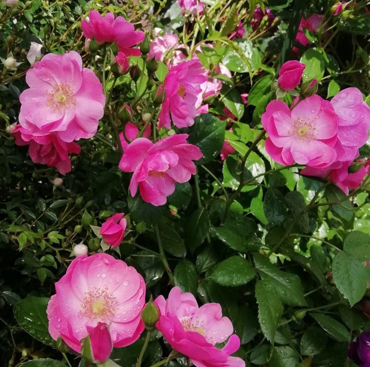 バラ★アンジェラ拍卖