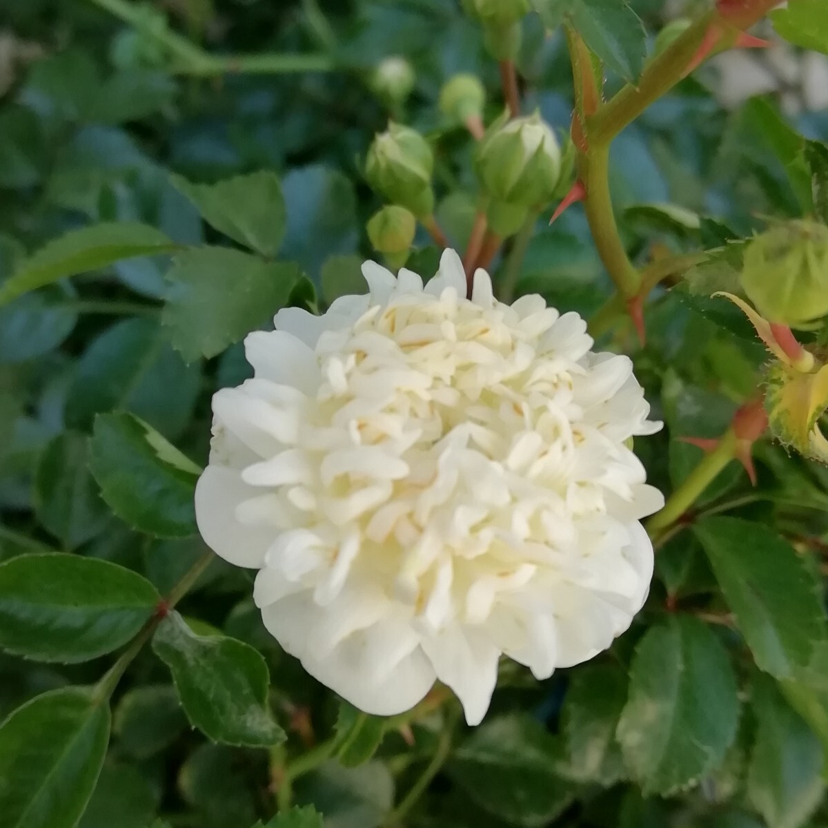 バラ苗★唐子咲きテリハノイバラ拍卖