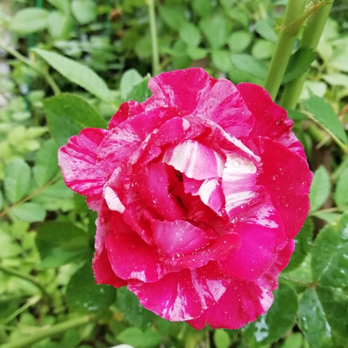 バラ★クレッシェンドアイ拍卖