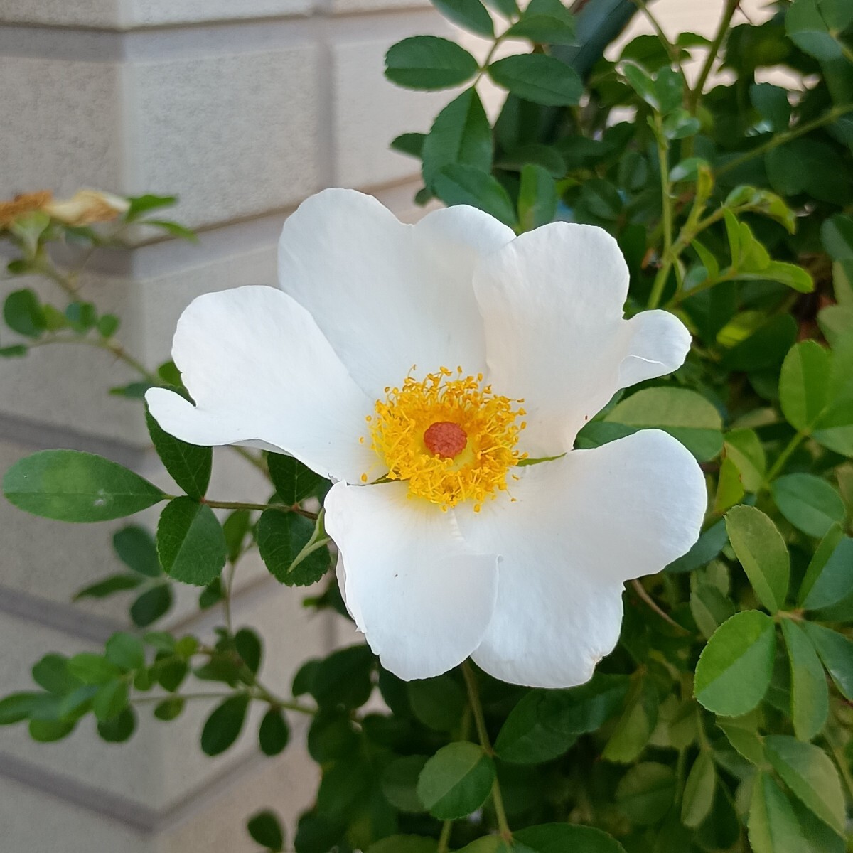 バラ苗★八重山乙女拍卖