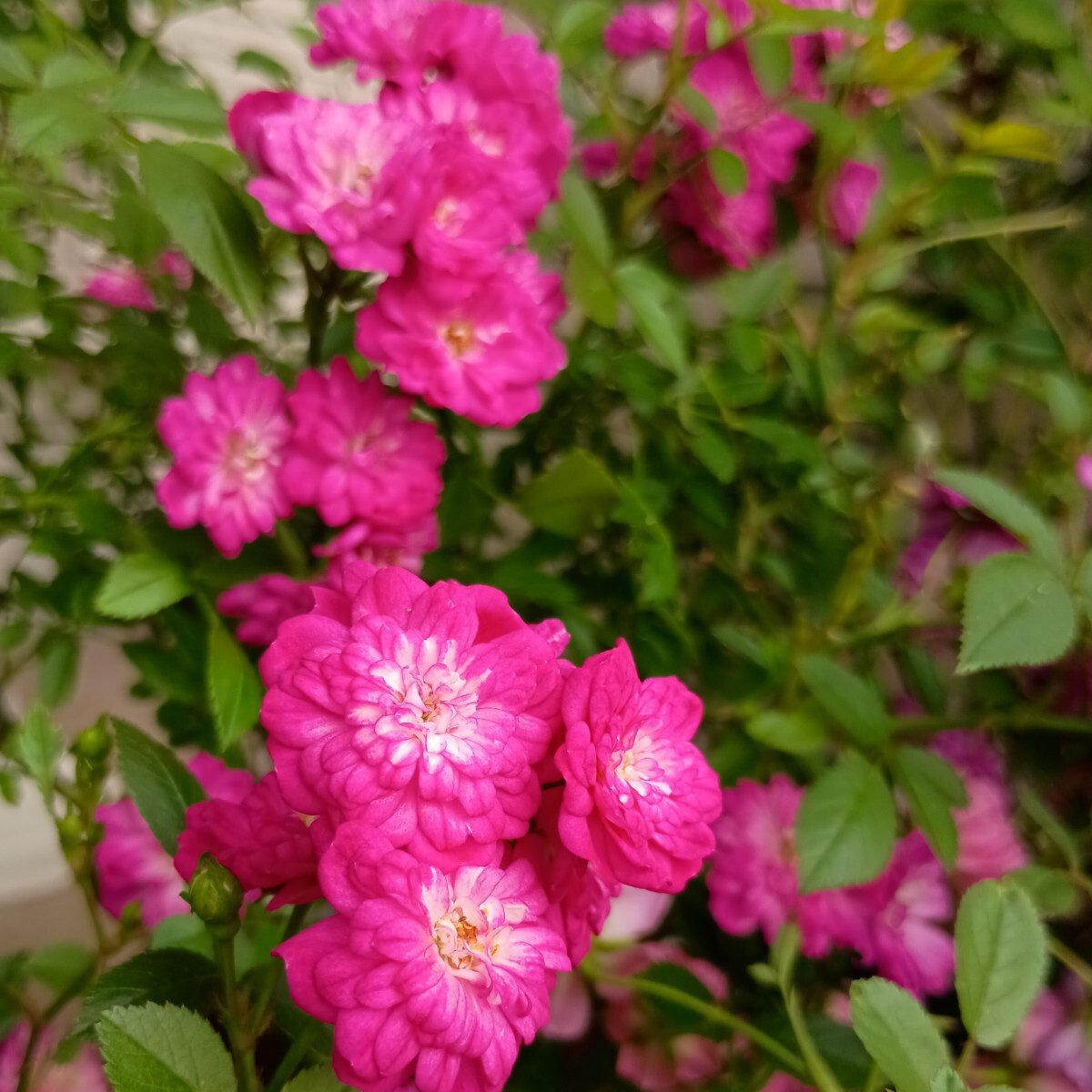 バラ★エルフィングロウ拍卖