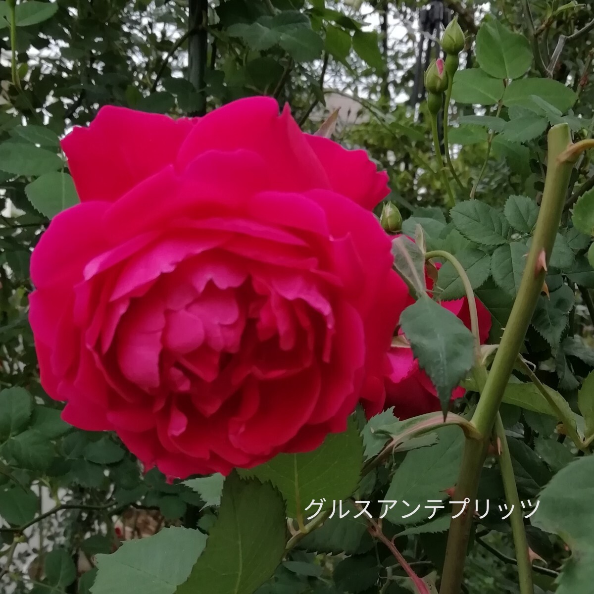 バラ苗★グルスアンテプリッツ拍卖