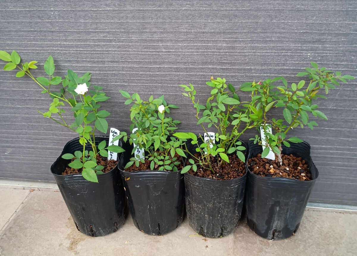 バラ苗★極姫バラ 4種拍卖