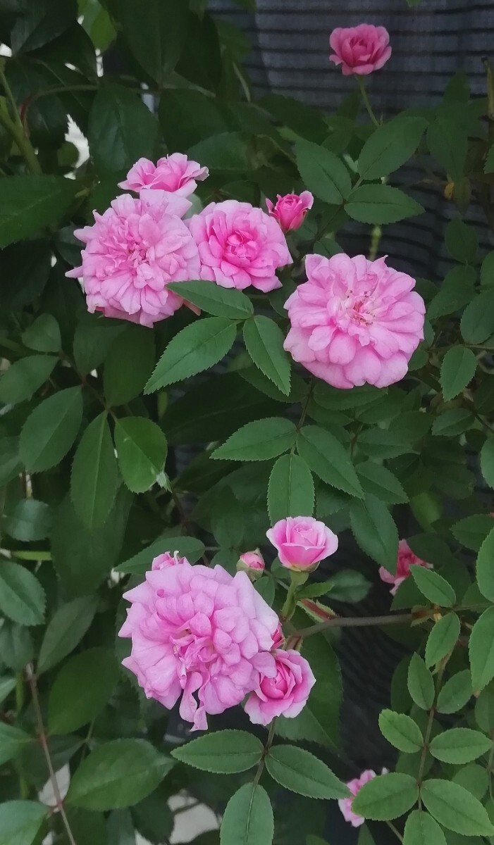 バラ苗★つるバンビーノ拍卖