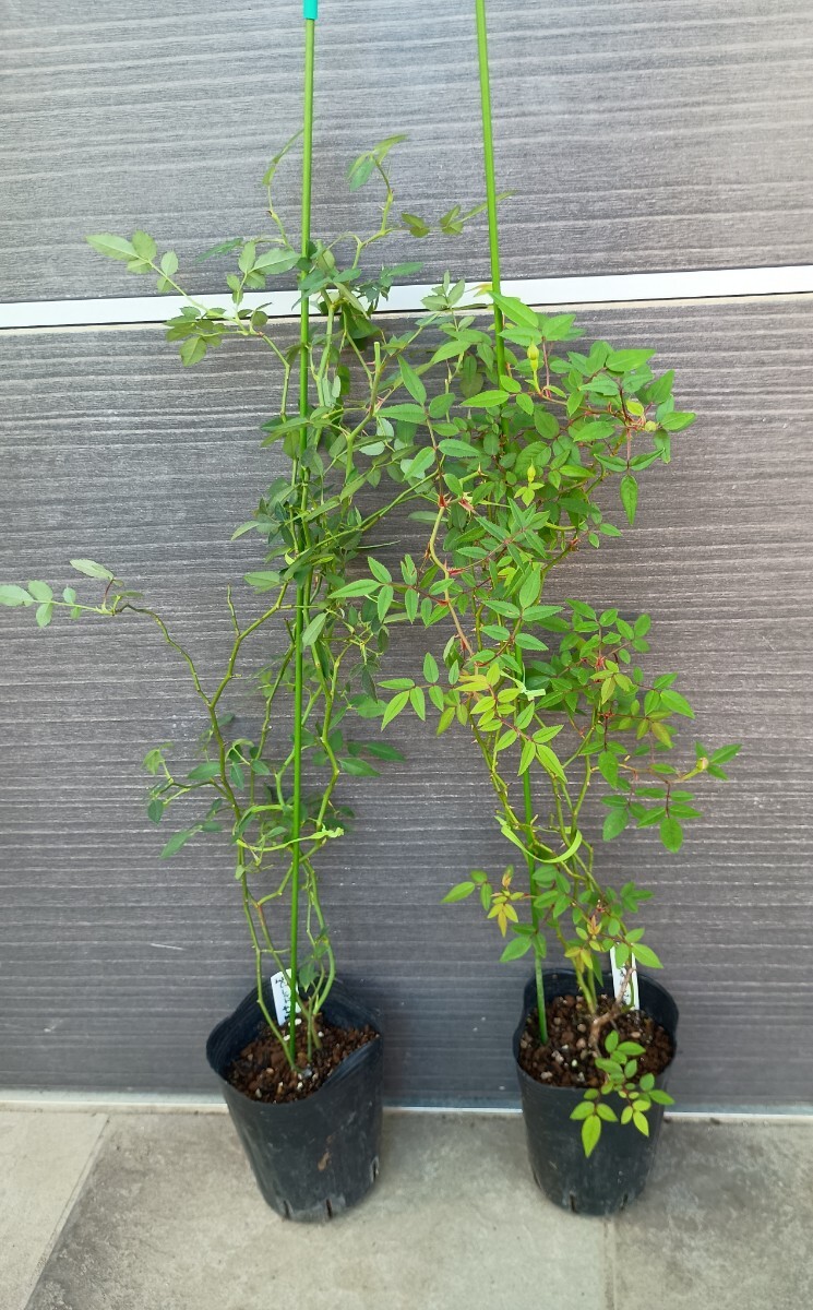 バラ苗★2種拍卖