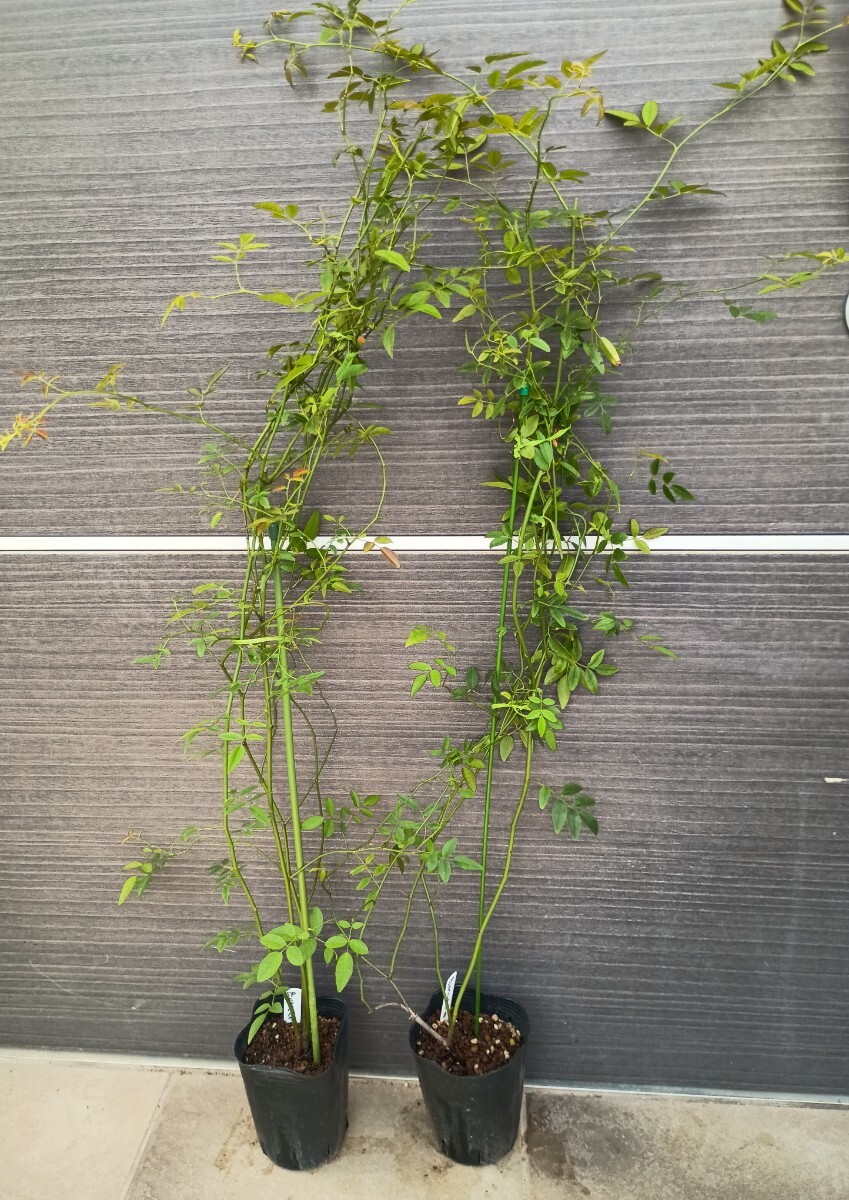 バラ苗★モッコウバラ 白 一重 2苗拍卖