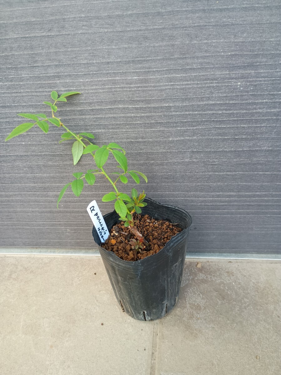 バラ苗★マニントンモーブランブラー拍卖