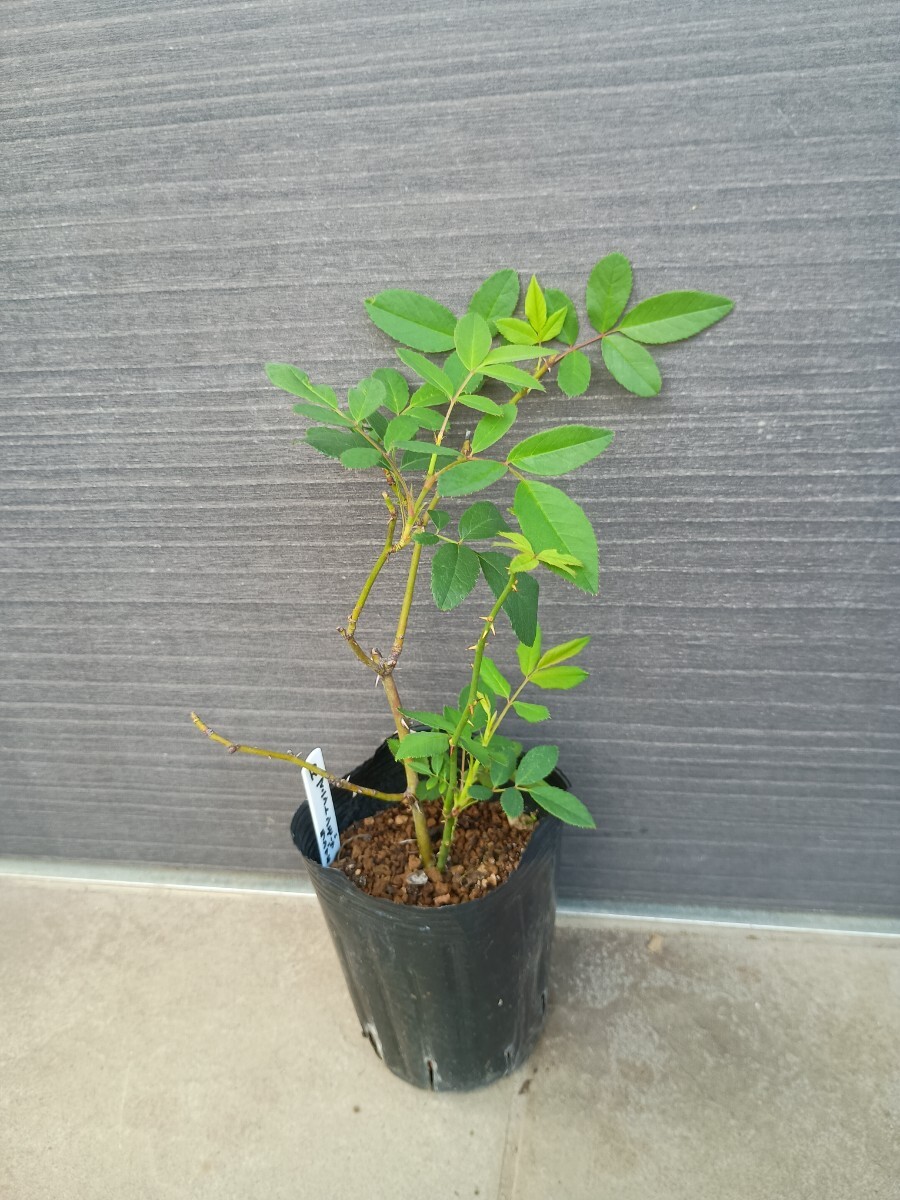 バラ苗★マニントンモーブランブラー拍卖