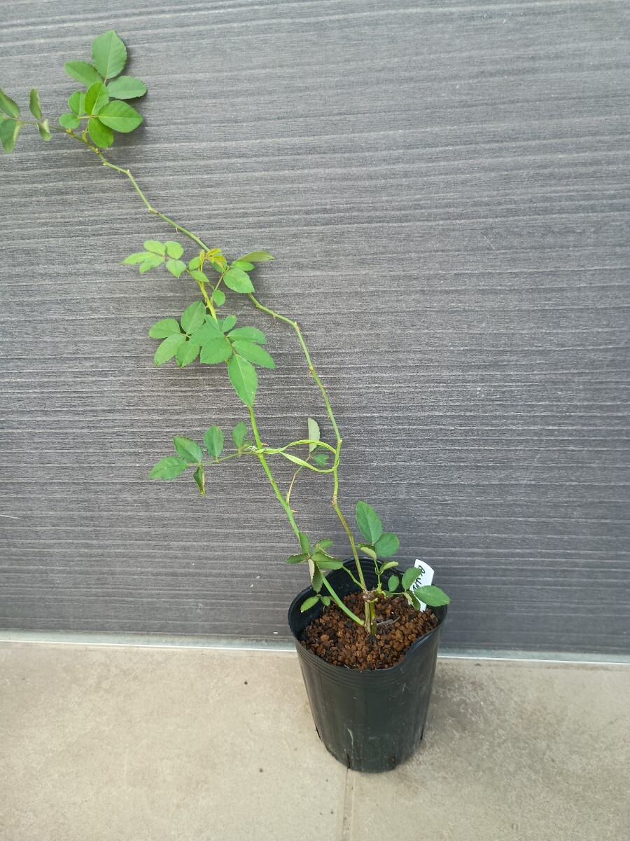 バラ苗★チェビー・チェイス拍卖