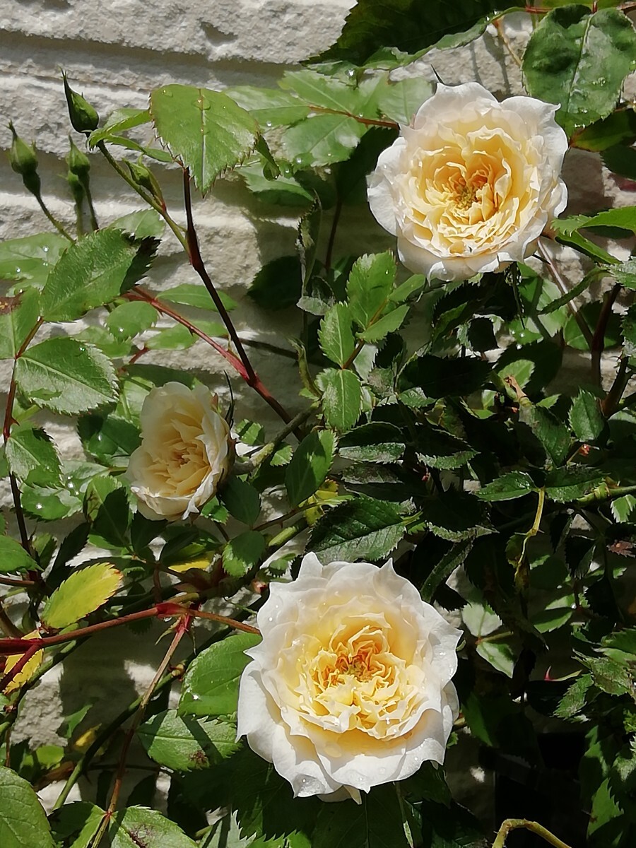 バラ苗★パンドラ拍卖