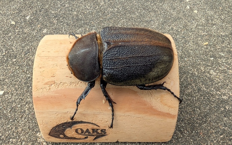 ◆OAKS DH・ヘラクレス オオカブト ♀単◆No.2拍卖