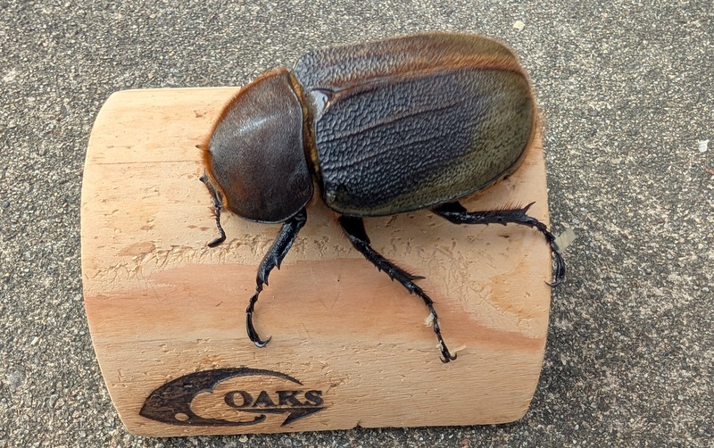 ◆OAKS DH・ヘラクレス オオカブト ♀単◆No.1拍卖