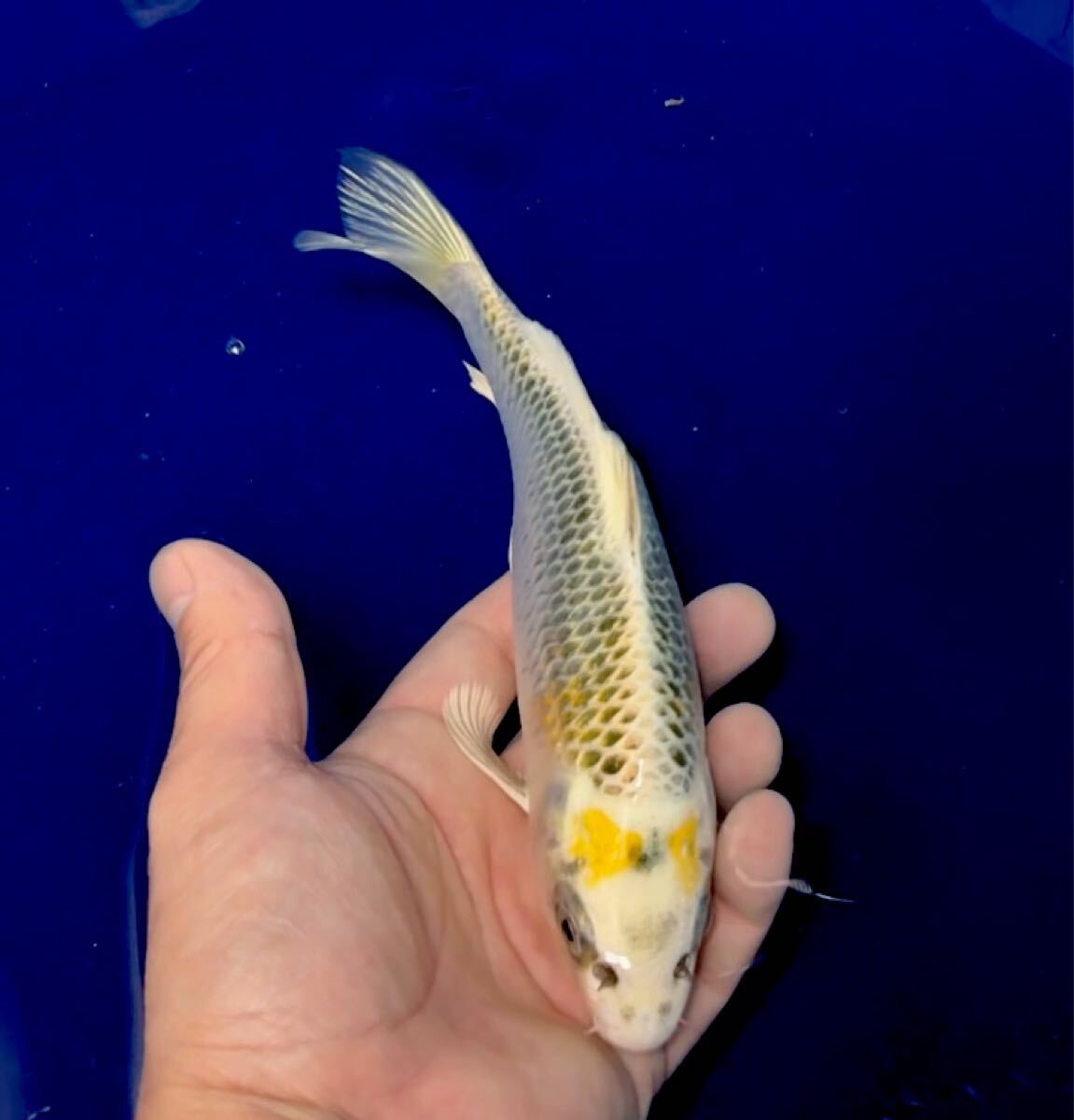 レア品!メタリック麒麟黄金 今がチャンス!錦鯉 奥拍卖