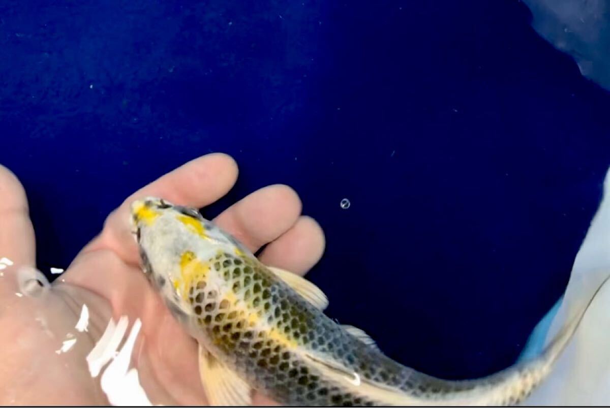 レア品!メタリック麒麟黄金 破格スタート!錦鯉 奥拍卖