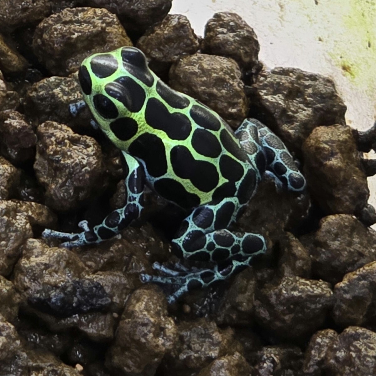 2025CB ヤドクガエル ranitomeya variabilis southern 3匹拍卖