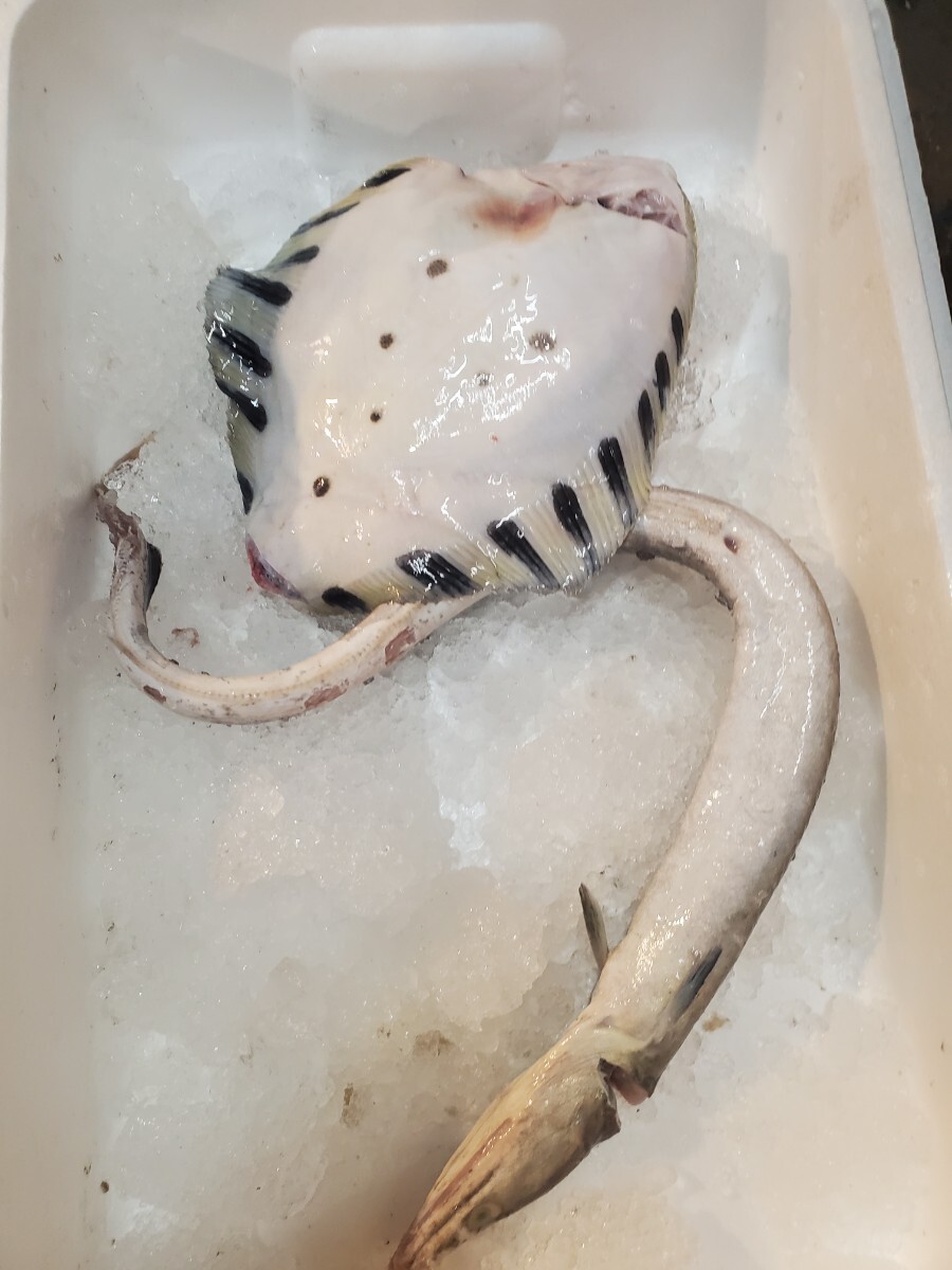 松葉かれい1、はも1匹セット拍卖