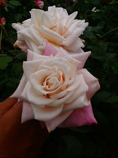 izumirose、バラ、オールドローズ“マダム アントワーヌ マリー【Mme.Antoine Mari】”6号挿し木苗!拍卖