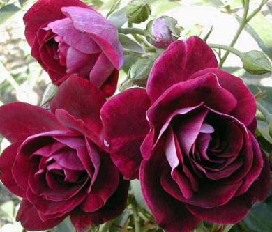 izumirose、バラ“バーガンディアイス”7号株!!拍卖