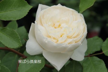 izumirose、バラ、イングリッシュローズ"トランクウィリティ”7号株!拍卖