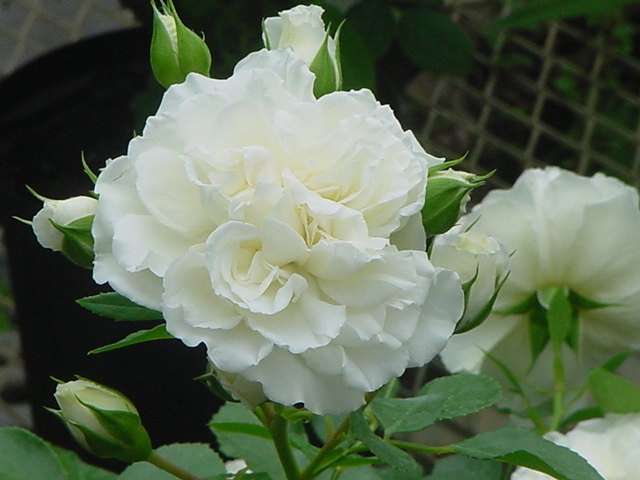 izumirose、バラ、修景バラ”ホワイトメイディランド”6号株!拍卖