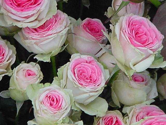 izumirose、バラ苗、四季咲“ミミエデン”6号株!拍卖