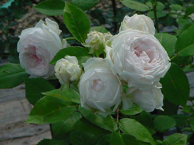 izumirose、バラ苗、ツルバラ“つるフンショウロウ(クロチルドスペール)”6号株!拍卖