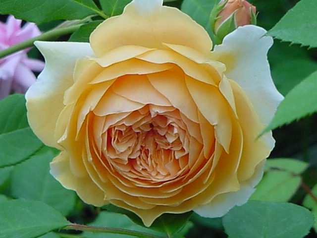 izumirose、バラ、イングリッシュローズ“クラウンPマルガリータ”7号株拍卖