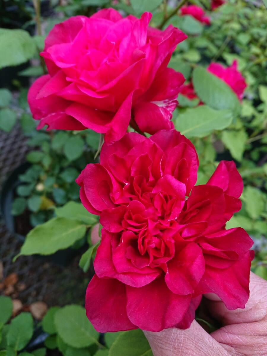 izumirose、バラ、オールドローズ“ジェネラル ガリエニ(General Gallieni)”6号挿し木苗!拍卖