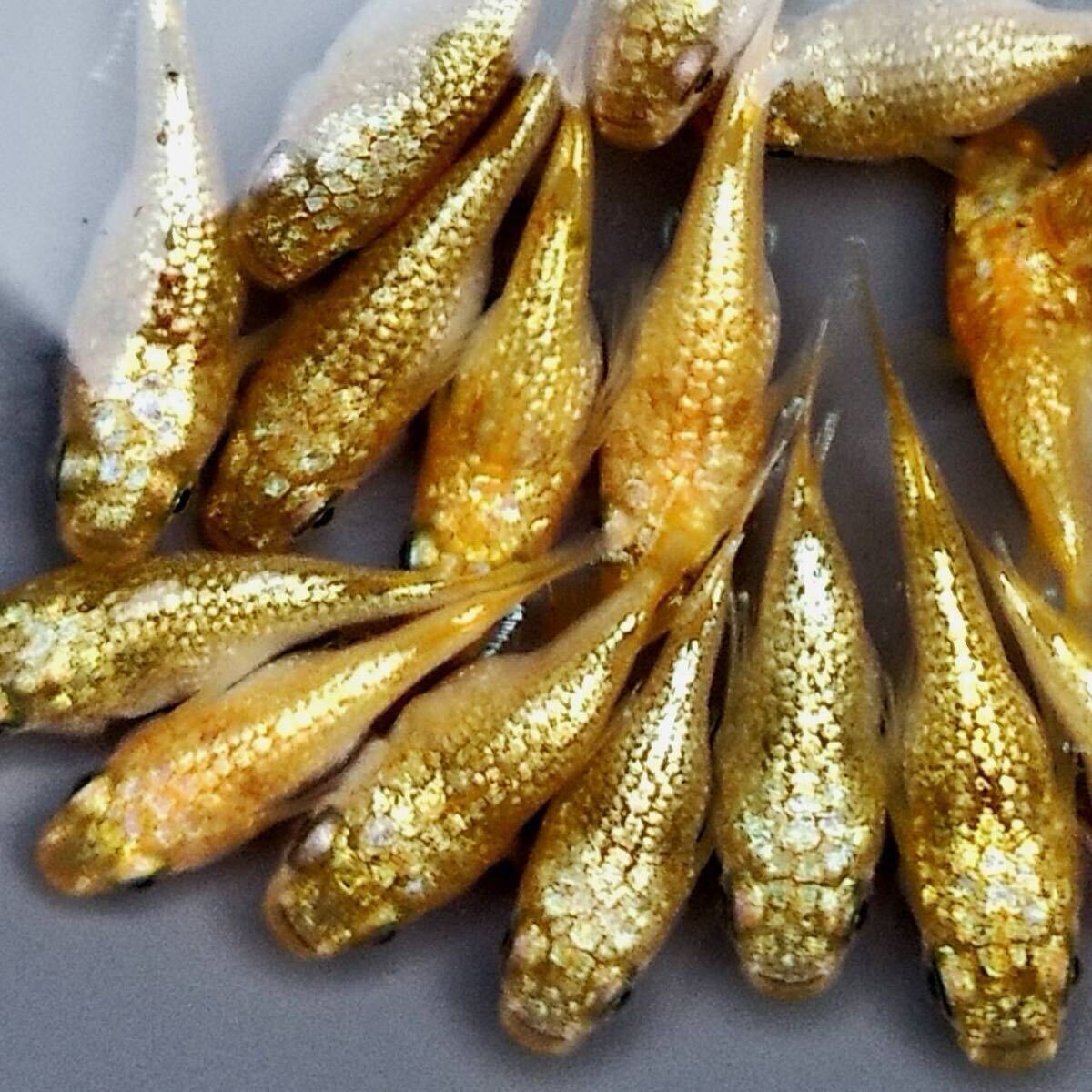 《現物出品》極上 Qピー 20匹 道三めだか様直系  ダルマ だるま 拍卖