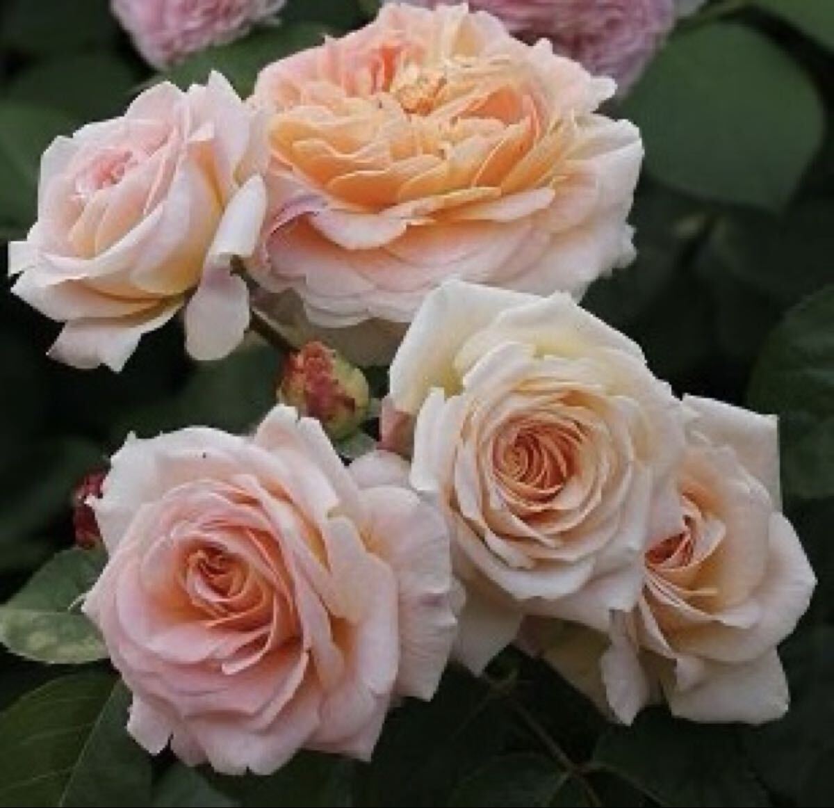 バラ苗 廃番ER【クイーン・ネフェルテイティ】強香 拍卖