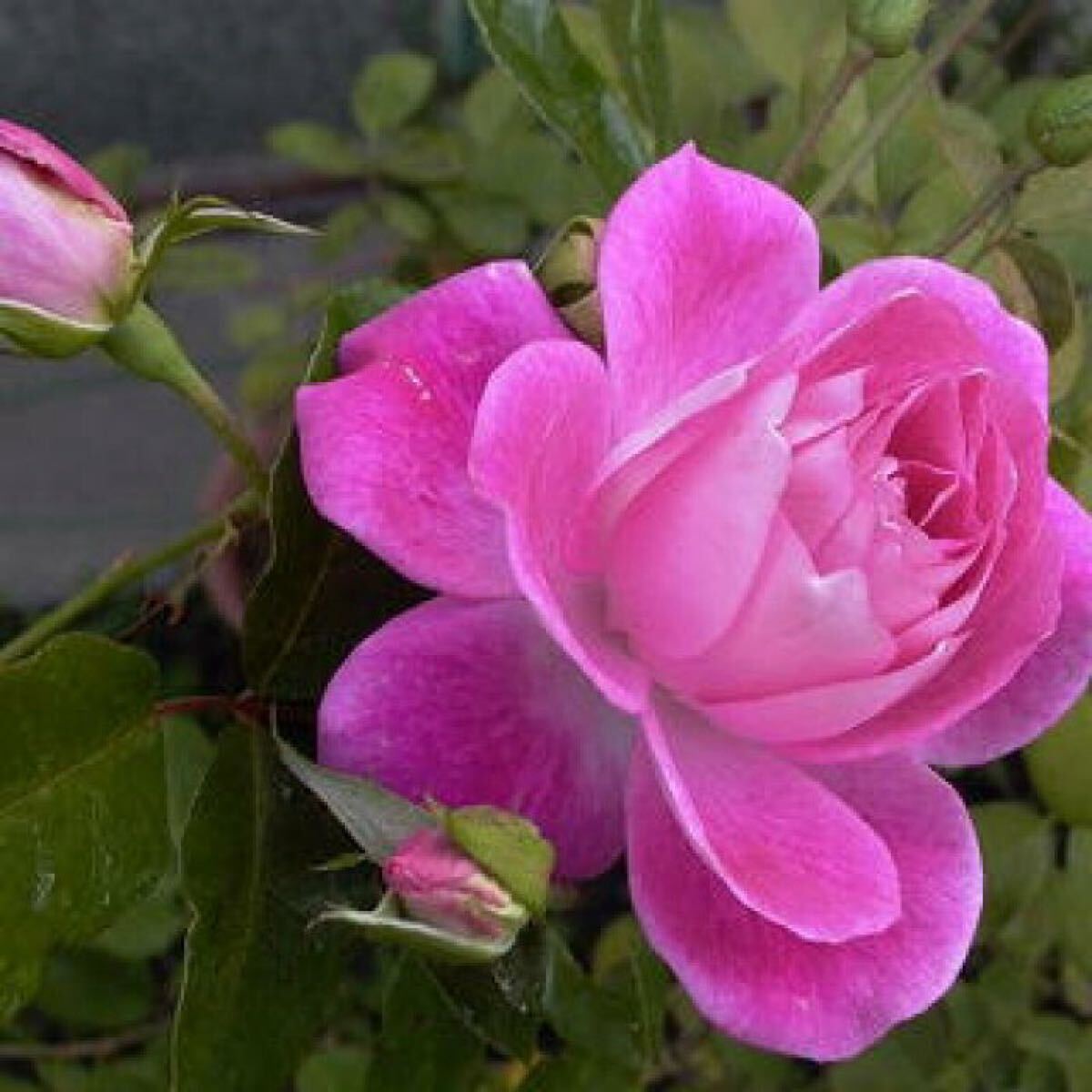 バラ苗【ピンク・アイスバーグ】3.5号pot拍卖