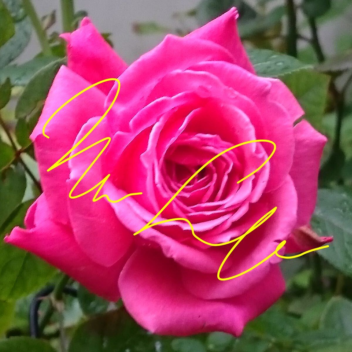 バラ苗 他では絶対に入手不可能な超稀少品種【マリア・シャラポワ】4号拍卖