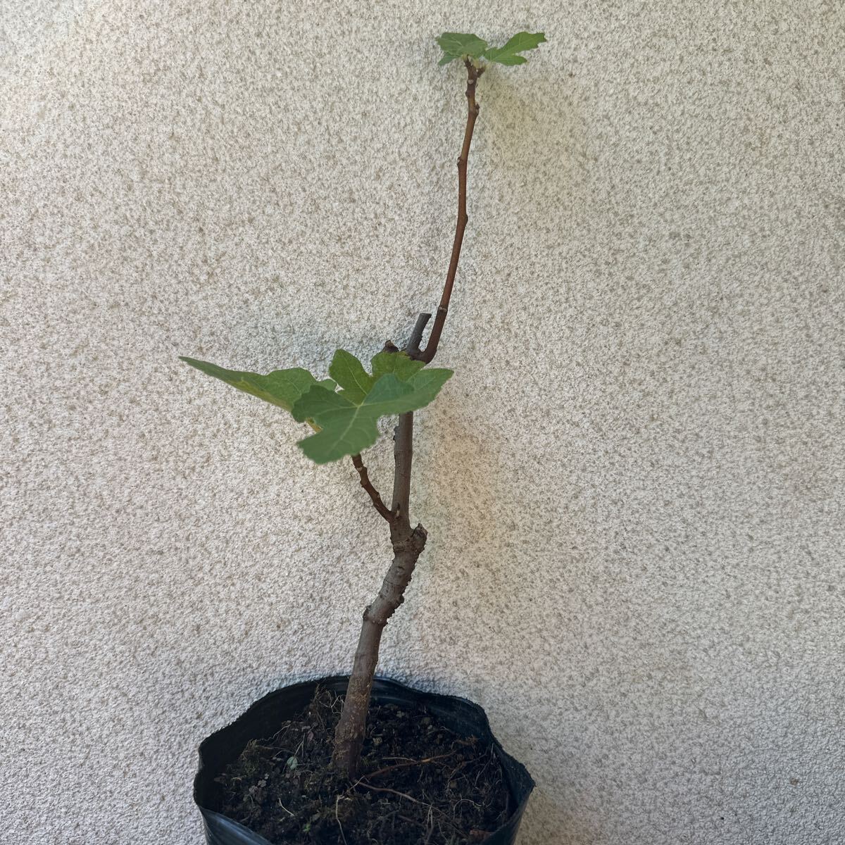 イチジク【ホワイト・アドリアチック】4号pot 果樹苗拍卖