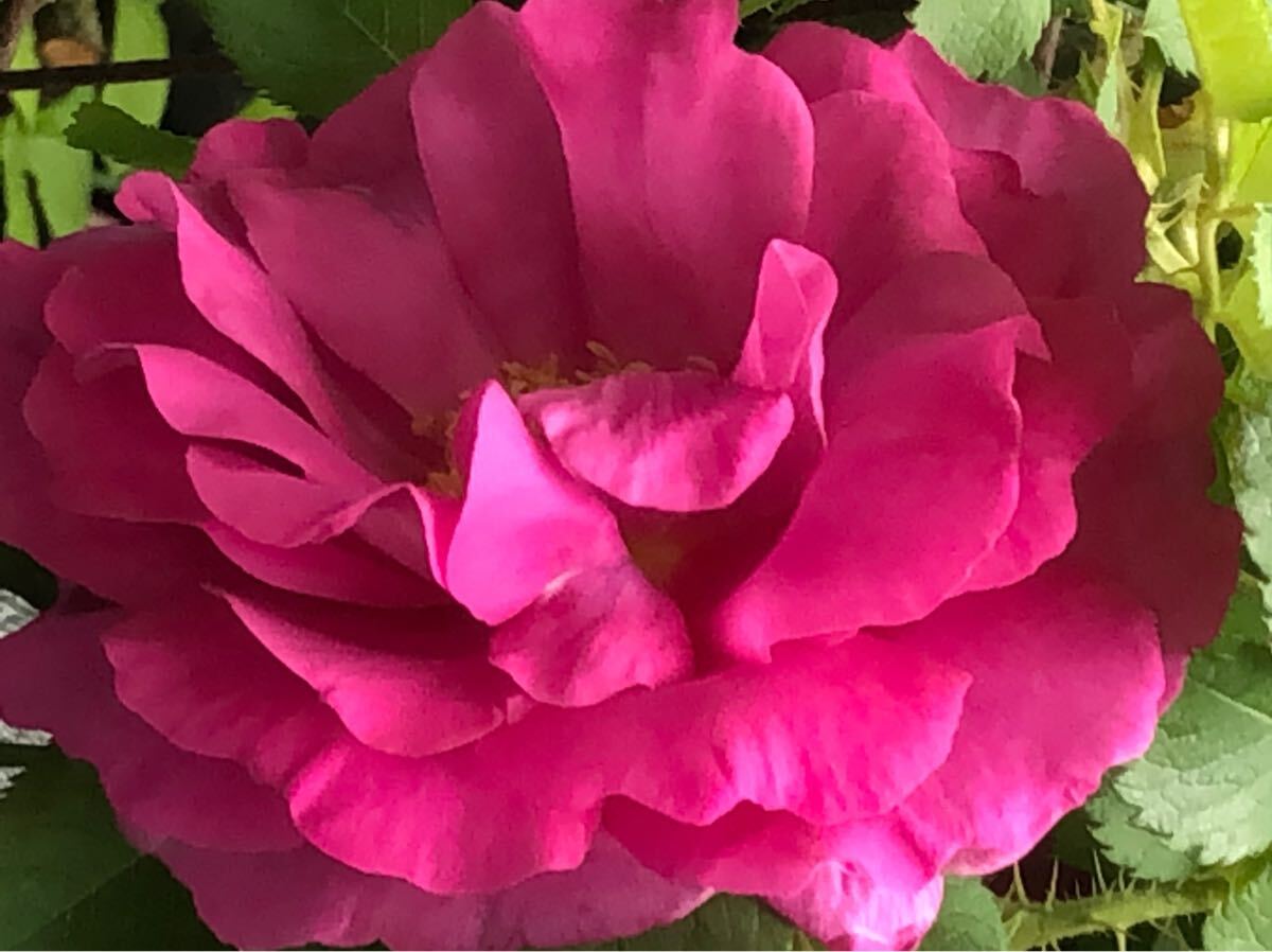 バラ苗【ワイルド・エドリック】強香 5号拍卖