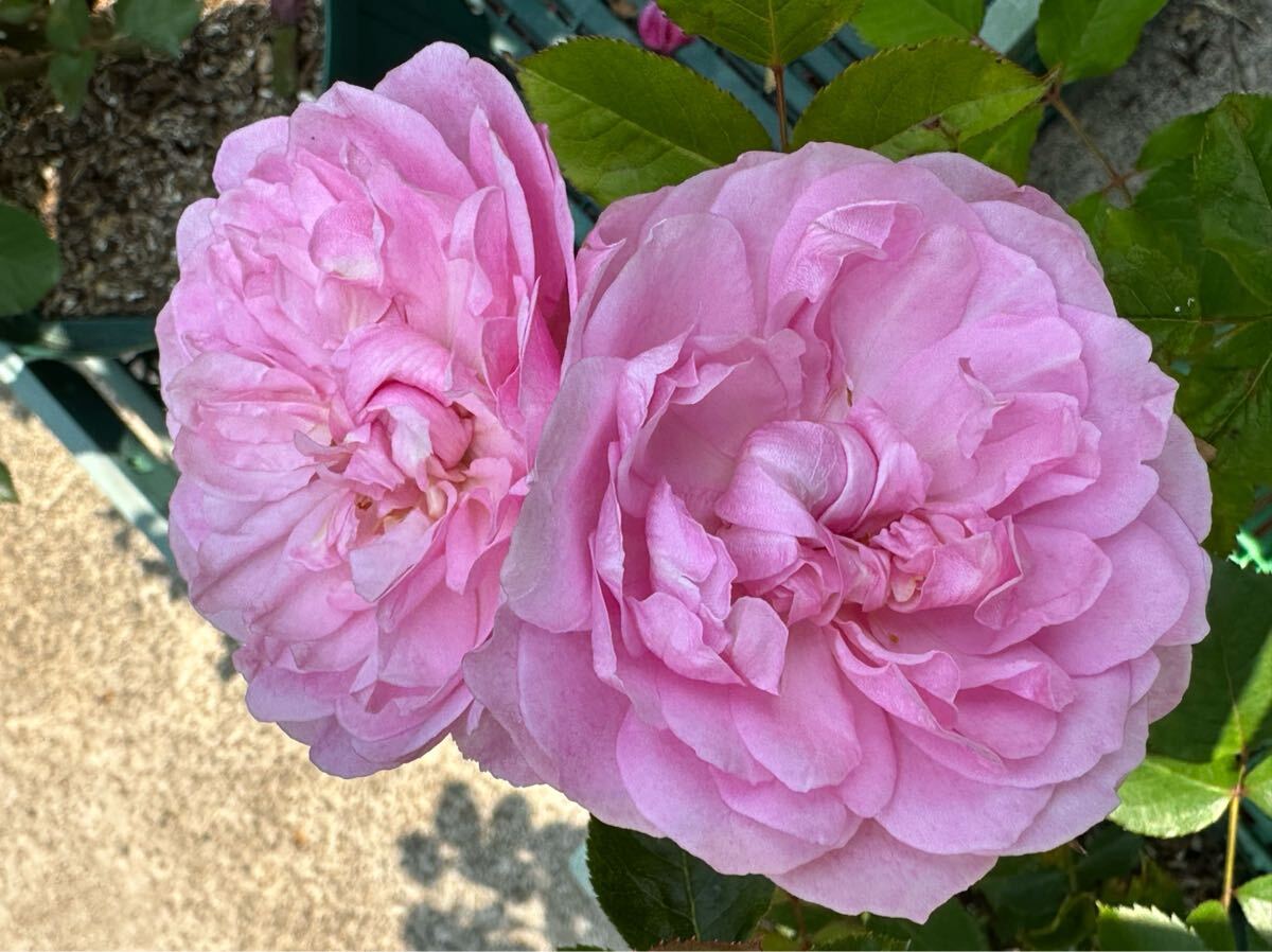 バラ苗 他では絶対に入手不可能な超稀少品種【エレジー】強香拍卖