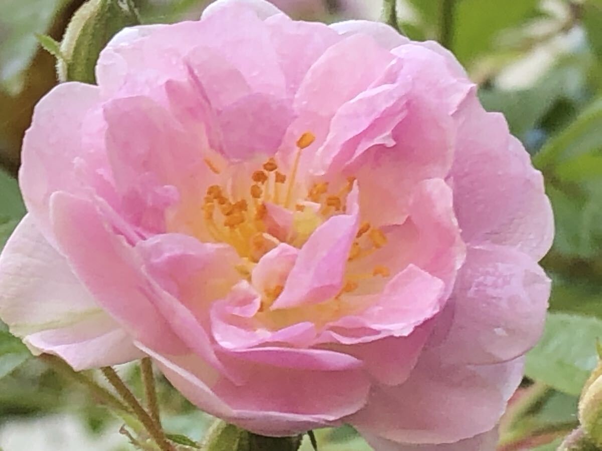 バラ苗【ポールズ・ヒマラヤン・ムスク】4号拍卖