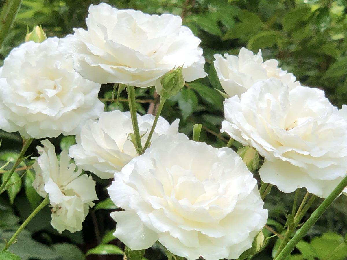 バラ苗【ピロー・ファイト】入手困難な稀少品種 4号拍卖