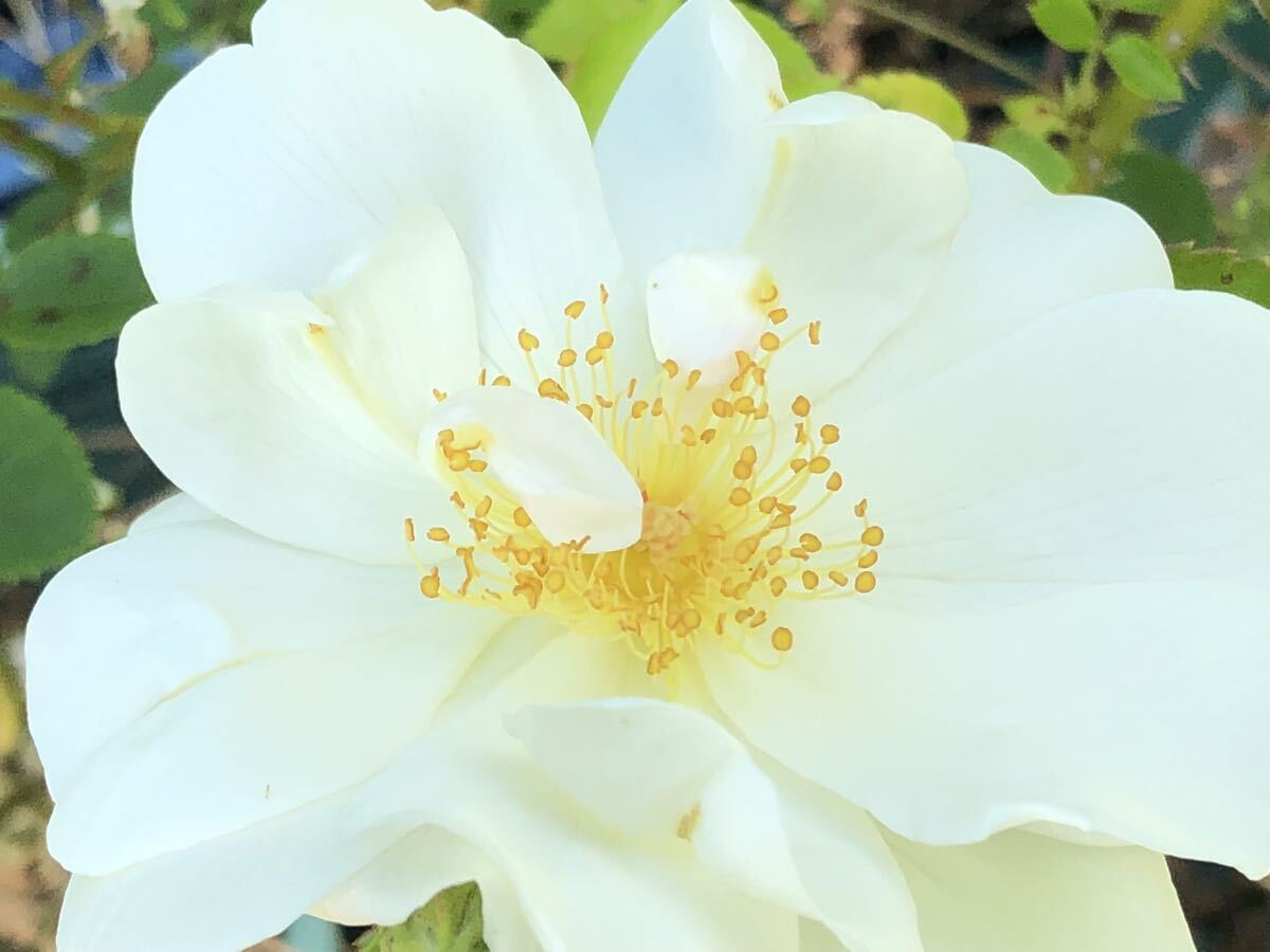 バラ苗 他では絶対に入手不可能な超稀少品種【ホワイト・クイーン】拍卖