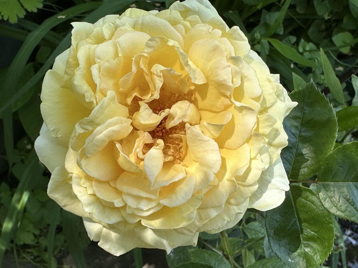 バラ苗 【イエロー・アンブリッジ・ローズ】強香拍卖