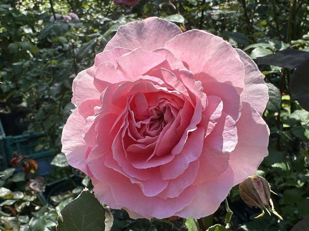 バラ苗 絶対に入手不可能な超稀少品種【ソレアード】拍卖