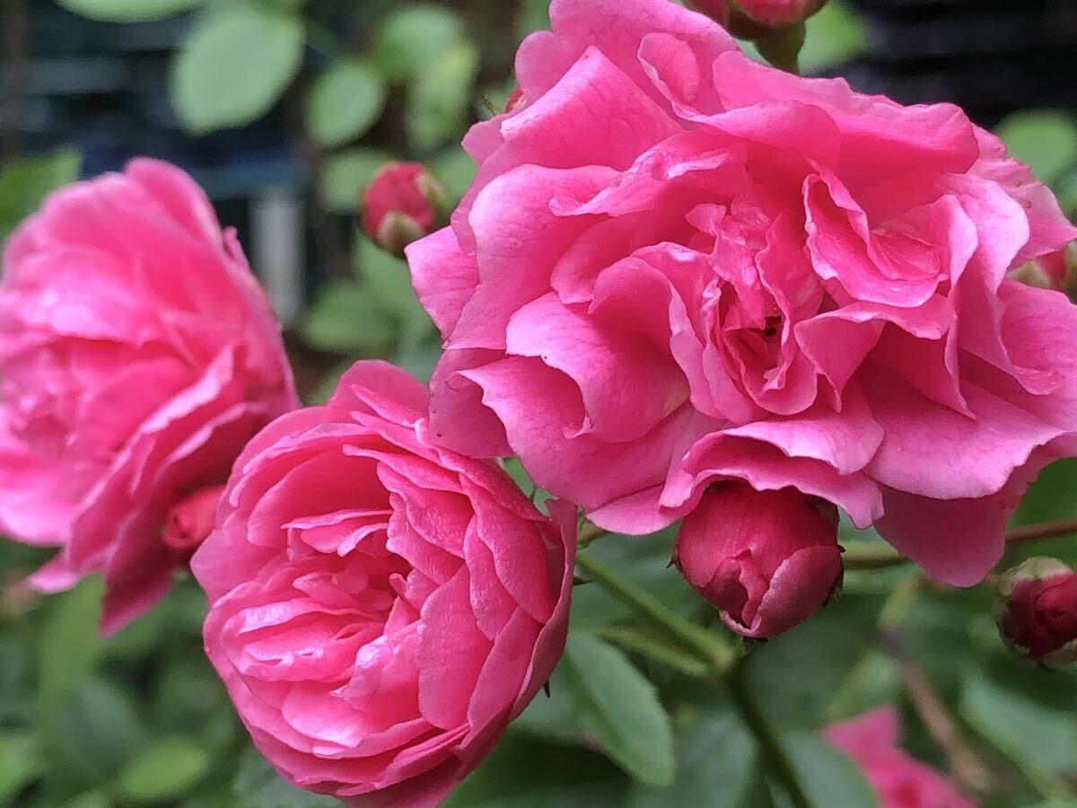 バラ苗 絶対に入手不可能な超稀少品種【はるな(Min)】拍卖